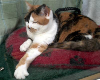 cat in tailor shop window in Sandwich