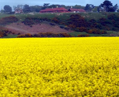 field with rape