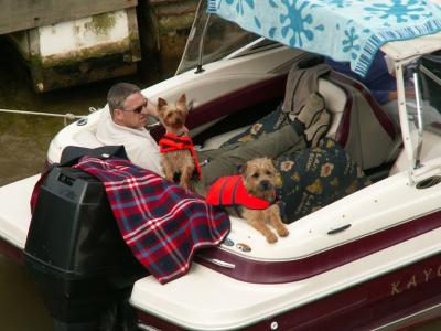 dogs enjoying their boat on River Stour outside our apartment