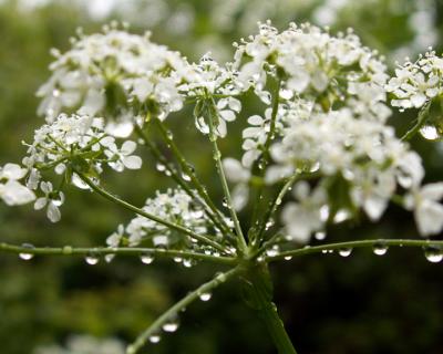 Gazen Salts flower with dew
