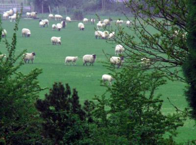 view of sheep across the river taken from our bedroom window