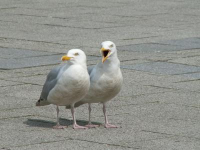 g4/99/30199/3/60965197.2gulls.jpg