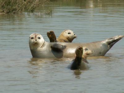 g4/99/30199/3/60965199.3seals4x6.jpg