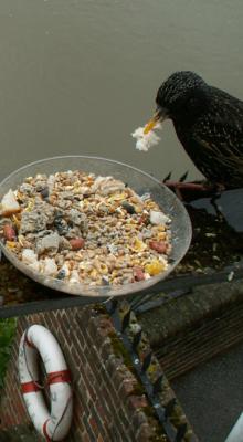 One of our birds eating bread from the feeder