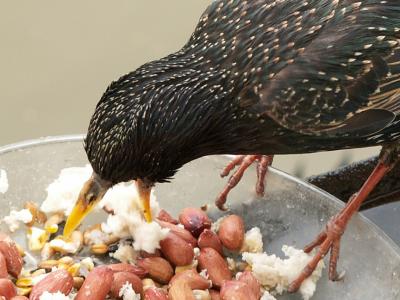 As you can see I give them an assortment of feed, bread and peanuts