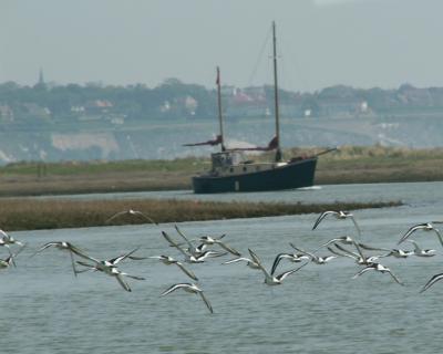 g4/99/30199/3/60965206.Birdsandship.jpg