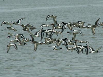 birds in flight