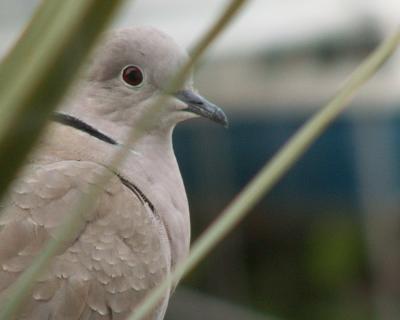 dove on our patio railing