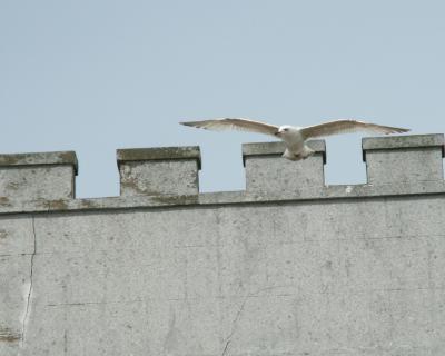 flying gull in Ramsgate