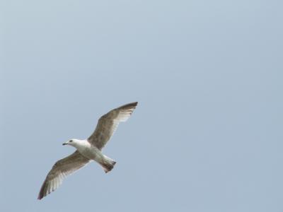 flying gull