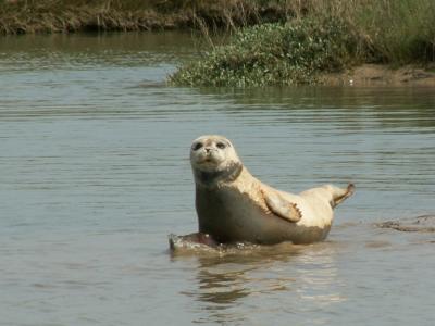 Pegwell Bay seal