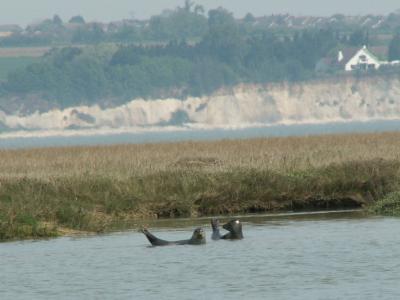 Pegwell Bay seals