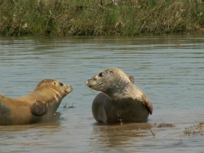 Seals at Pegwell Bay