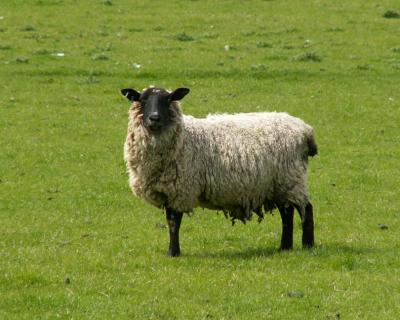 Sandwich sheep that wakes me every morning