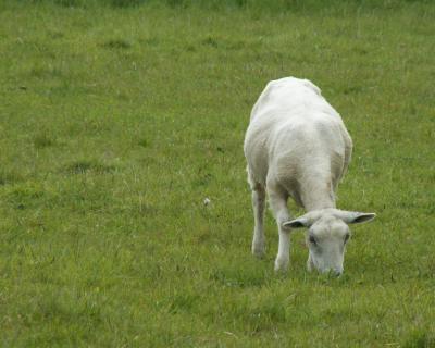 Sandwich sheep