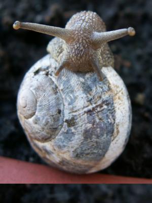 Snail on my plant