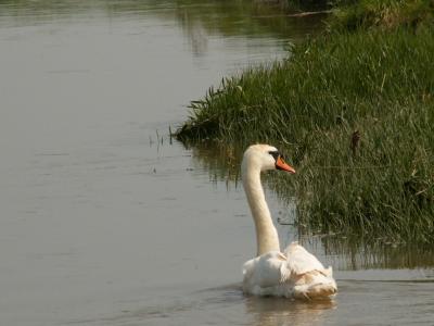 Swan on our river