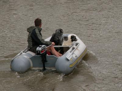 Two dogs enjoying a boatride on the river