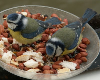 Blue Tit