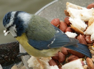 Blue Tit