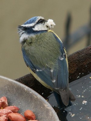 Blue Tit