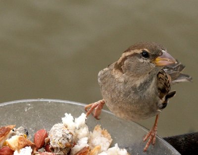 Wren