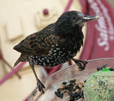 Starling