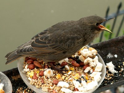 Teenager starling crying for his mother to feed him while he's standing in the food dish!