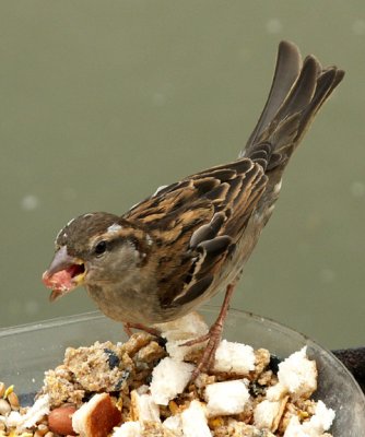 wren with peanut