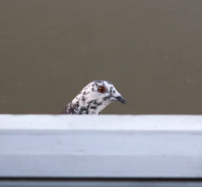 My pet pigeon watching me take his picture