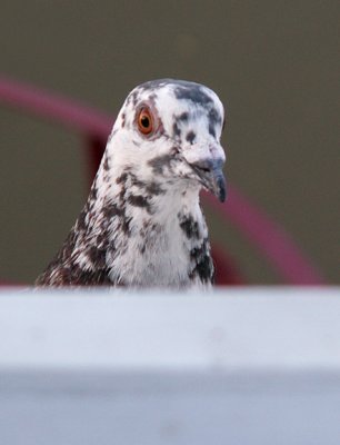 My pet pigeon, again