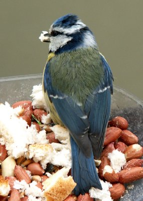 Blue tit