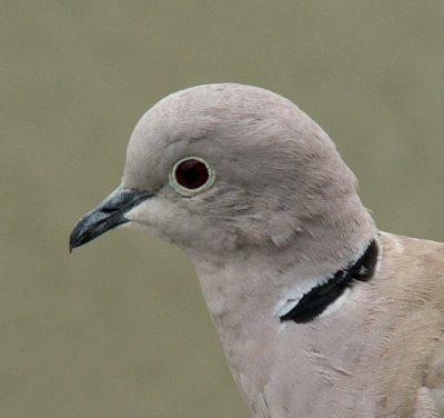 Dove