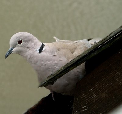 Dove