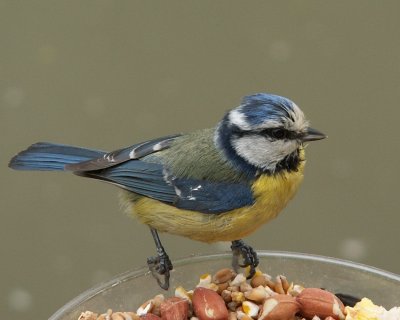 Birds at My Bird Feeder, Sandwich, Kent UK 2006