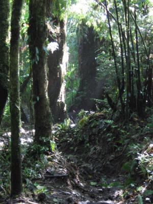 CloudForest.jpg