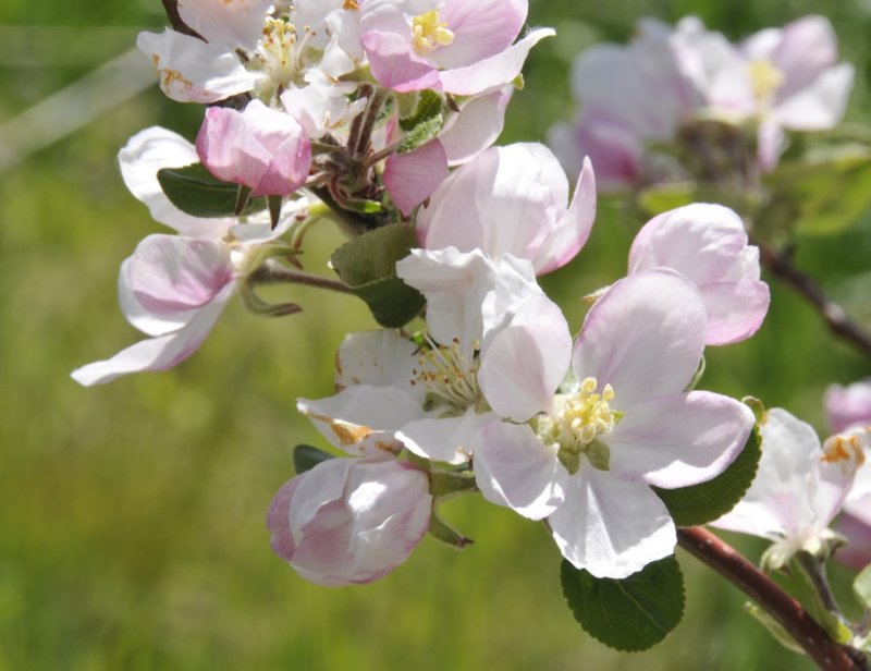 apple blossoms _DSC7536.jpg