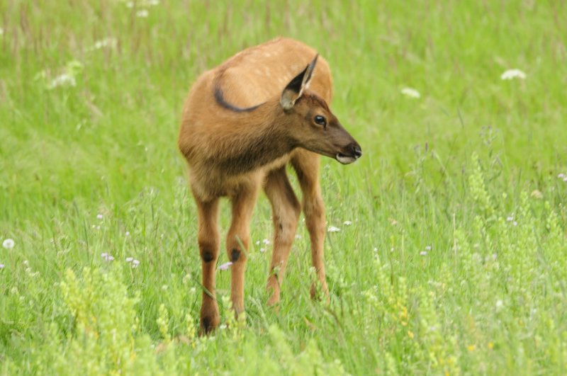 Baby Elk at Yellowstone _DSC0007.jpg