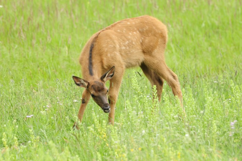 Yellowstone baby elk _DSC9996.jpg