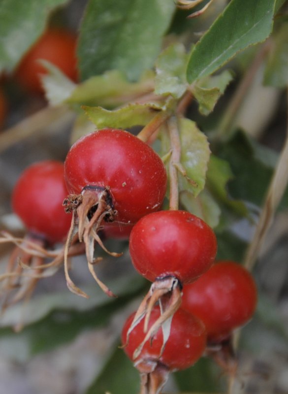 wild rose hips _DSC1089.jpg