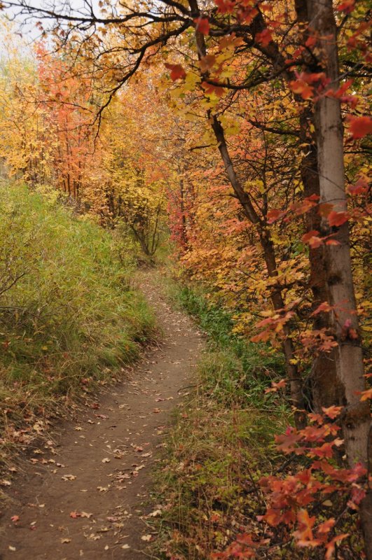 City Creek Trail in Autumn _DSC1819.jpg