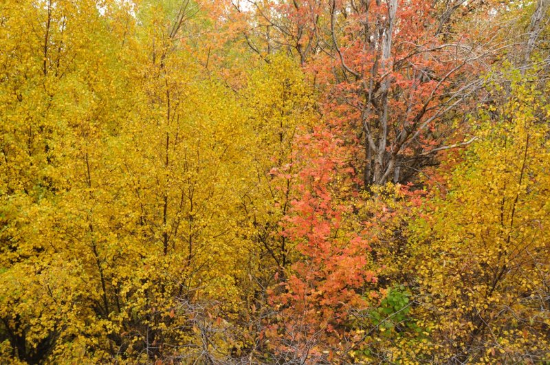 Fall Foliage at City Creek in Pocatello _DSC1977.jpg