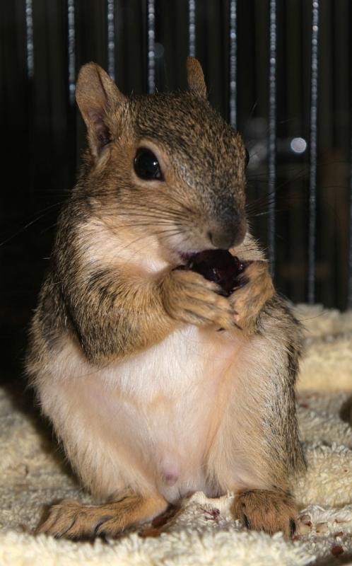 Aspen the Baby Fox Squirrel DSCF0183