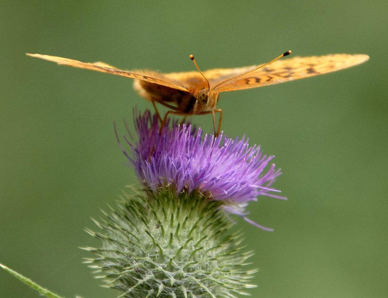 orange butterfly _DSC0111.jpg