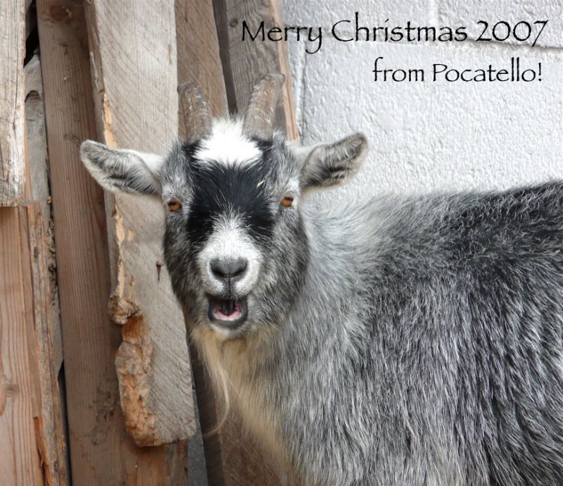 Goat McKees Nativity Scene Christmas 2007 P1010957.jpg