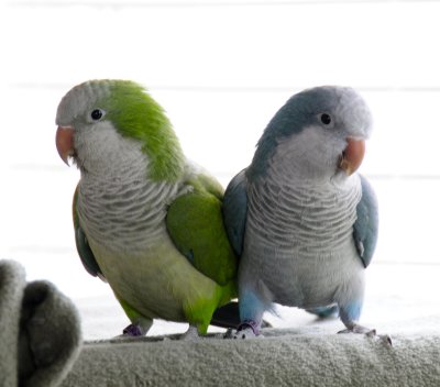 Corky and Babe the Monk Parakeets _DSC4841.jpg