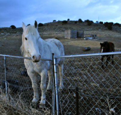Horses at Dusk on American Road _DSC4945.jpg