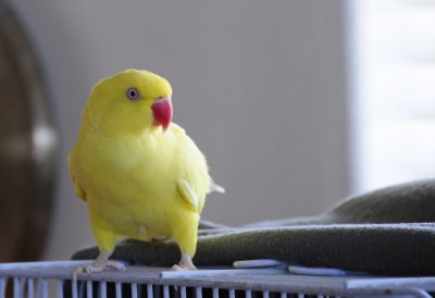 Sadie the Indian Ringneck Parakeet _SC4600.jpg