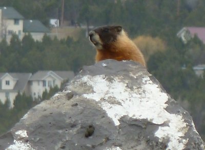 Yellow-Bellied Marmot near AMI Trail P1050113.jpg