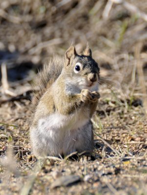 Red Squirrel at 8121 _DSC5928.jpg